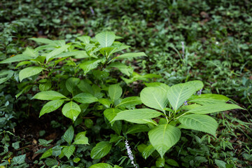 close up of leaves
