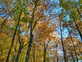 Sunlit, Multicolored Autumn Forest Trees