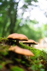 mushroom in the forest