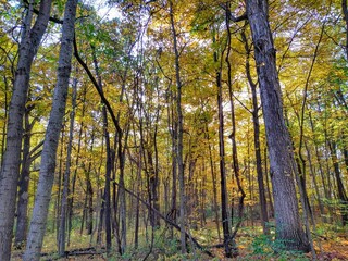 Sunlit Golden-Leaved Autumn Forest Trees