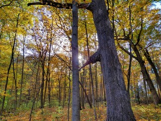 Sun Shining in Golden Autumn Forest Trees
