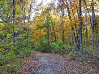 Leaf-Covered Autumn Forest Footpath