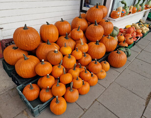 Autumn pumpkin stall in the vegetable store, preparing for Halloween.