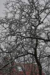 branchy branches of walnut in the snow