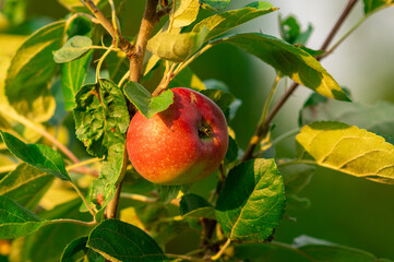 czerwone dojrzałe jabłko na gałęzi w sadzie lub ogrodzie