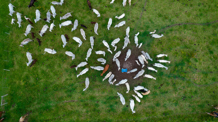 Nelore cattle on a farm in Brazil. Aerial view of oxen and cows
