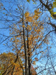 Spindly Autumn Trees Under Blue Sky