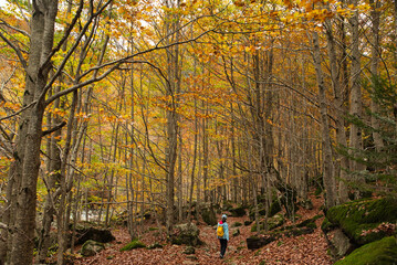 Autumn forest landscape with autumn leaves path and warm light illuminating with golden foliage. Path in autumn forest scene nature. Vivid October day in Aran Valley (Val de D'Aran) Pyrenees, Spain. 