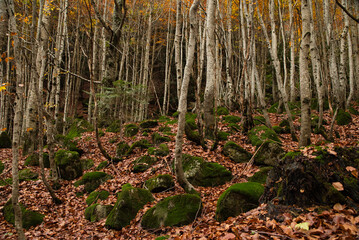 Green moss on rock on a background of fallen leaves in an autumn forest. Natural moss.
