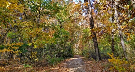 Scenic Autumn Forest Footpath Landscape
