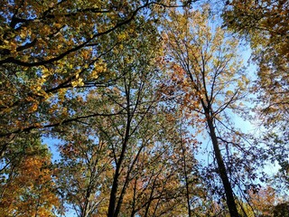 Meshing Autumn Trees Under Blue Sky