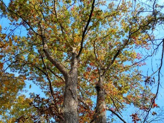 Tall, Transforming Autumn Forest Tree