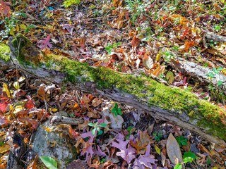 Mossy Tree Limb in Autumn Forest