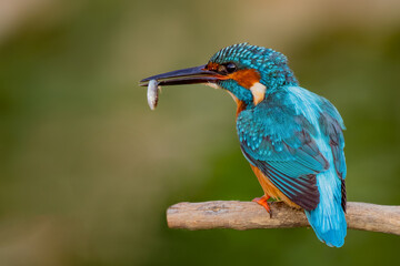 Martín pescador con presa.