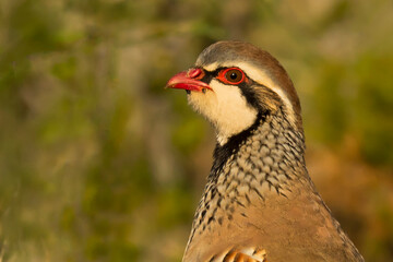 Retrato de perdiz roja