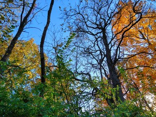 Bright Blue Sky Over Changing Autumn Forest Trees