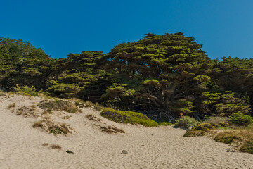 Pfieffer Big Sur State Park 