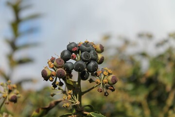 Closeup of black ivy berries in a park