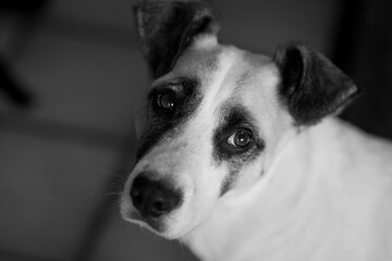 Trauriger Hund Zuhause in Schwarz Weiß