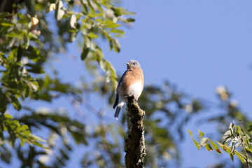 Adult female eastern bluebird perched on a tree branch