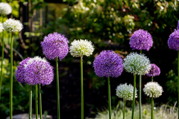 Purple and white allium (ornamental onion) flowers in a garden. - obrazy, fototapety, plakaty