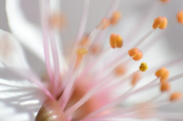 abstract close up of a beautiful flower