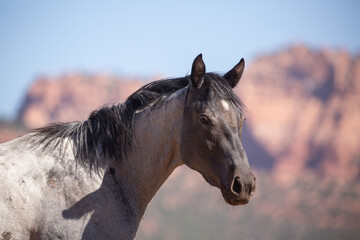 A grey horse turns it's head to look towards the camera. Red sandstone cliffs with green trees...