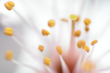 abstract close up of a beautiful flower