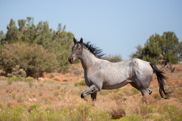 A grey horse with black mane and tail runs in an open field in the desert country of the American Southwest.