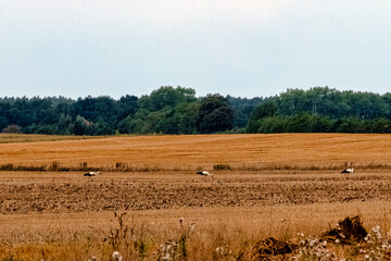 Three white storks (Ciconia ciconia) looking for a diner - Choczewo, Pomerania, Poland