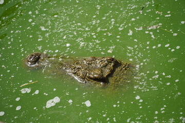 African Crocodiles in water