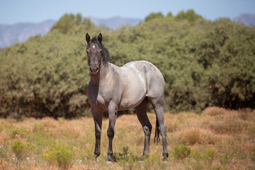 A grey horse stands with head up and ears pointed alertly forward watching the camera in a field of summer browned grasses with bushes and distant mountains in the background.
