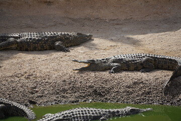 African Crocodiles in water