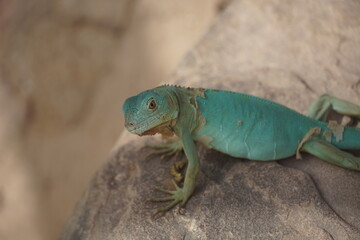 Close-up of African chameleon