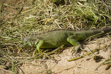 Close-up of African chameleon