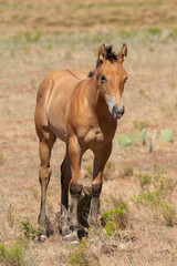 Naklejka na ściany i meble A young bay foal stands in an open field. Dry brown grass is mixed with small clumps of green snakeweed on the ground in this American southwest desert setting. 
