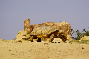 Giant Turtle in Africa © Alexandru Manole