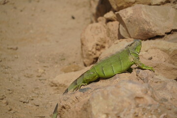 Close-up of African chameleon