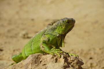 Naklejka na ściany i meble Close-up of African chameleon