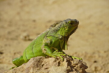 Close-up of African chameleon