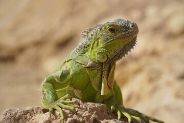 Close-up of African chameleon