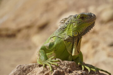 Close-up of African chameleon