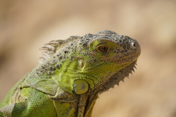 Close-up of African chameleon
