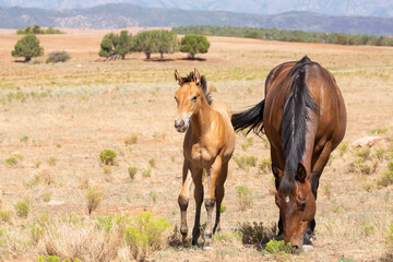 A young bay foal stands next to a darker bay mare watching the camera as his mother grazes. The two are in an open field with dry grass and green snakeweed in the American southwest desert.