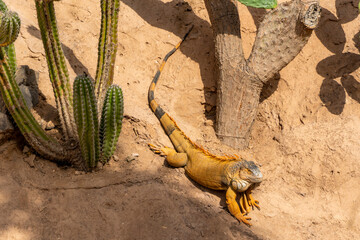 Close-up of African chameleon