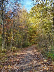 Quiet Leaf-Covered Autumn Forest Footpath