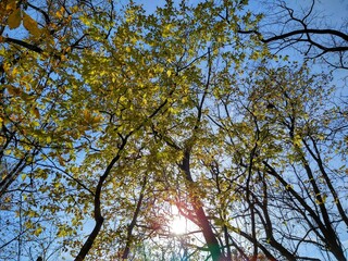 Incandescent Sunlight Through Autumn Trees