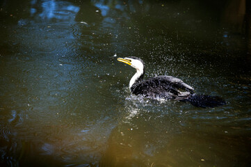 Little Pied Cormorant (Microcarbo melanoleucos)