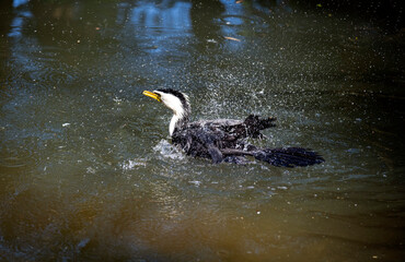 Little Pied Cormorant (Microcarbo melanoleucos)