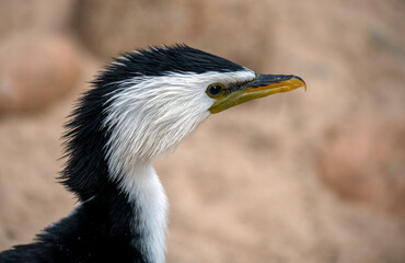 Little Pied Cormorant (Microcarbo melanoleucos)